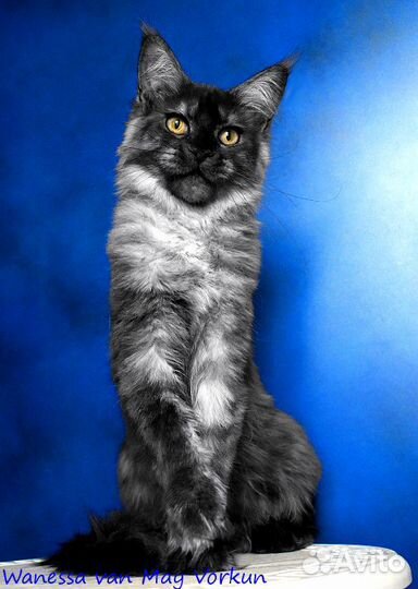 Кошка в любимки