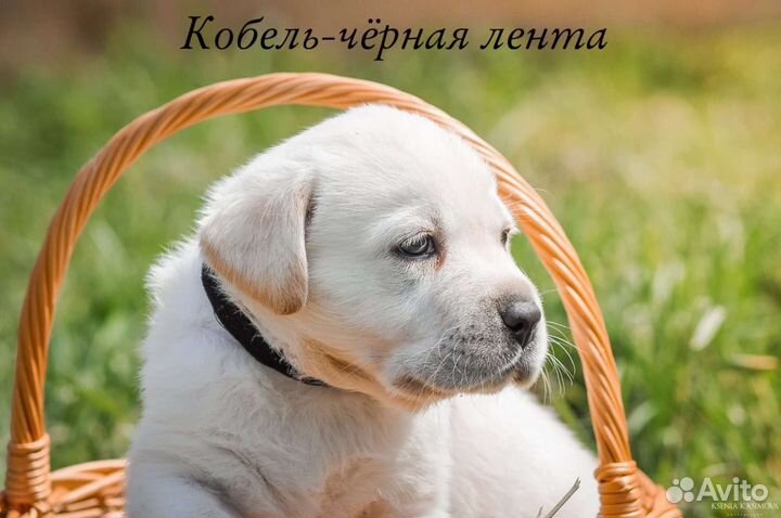 Щенки лабрадора палевые