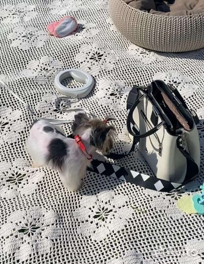 Маленькая девочка бивер йорк