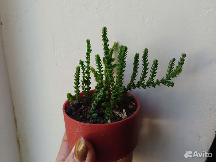 Кислица,суккуленты, кактусарий, пиперомии