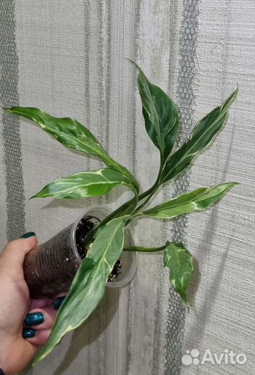 Спатифиллум Дели