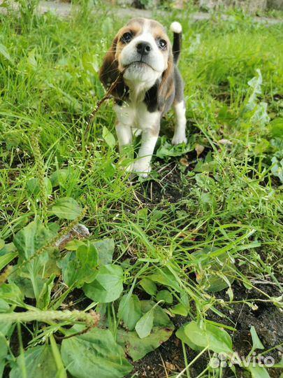 Щенки Бигля