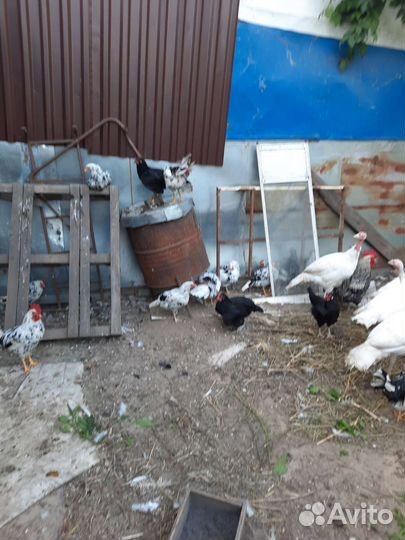 Куры и индюки