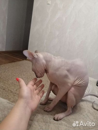 Донской сфинкс