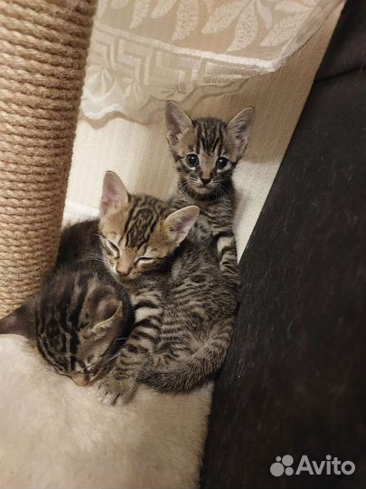 Бенгальские котята