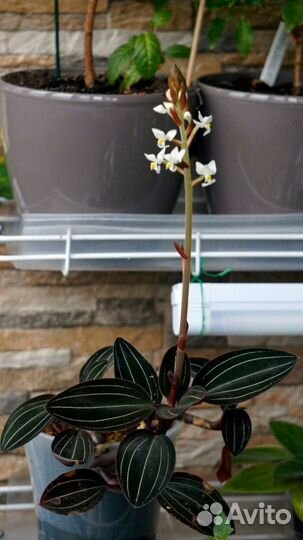 Дендробиум,цимбидиум