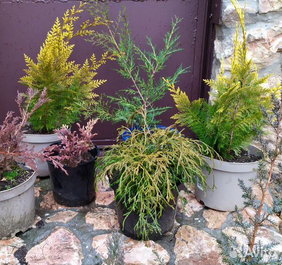 Хвойники, большой выбор