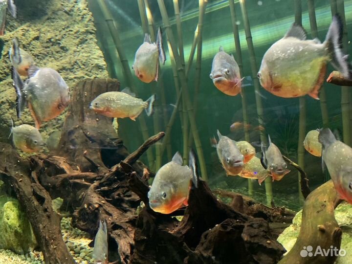 Пиранья Хищная (арт 6101)