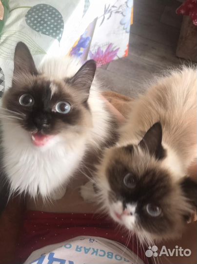 Котята