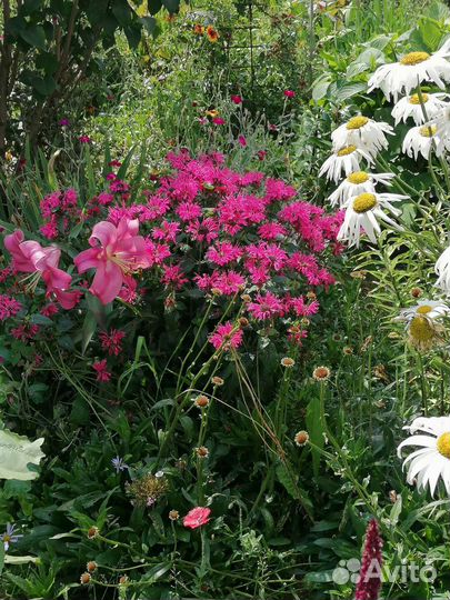 Львиный зев, монарда и др