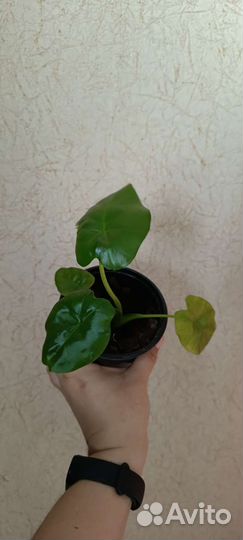 Алоказия крупнокорневая