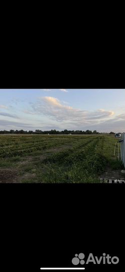 Клубника готовый бизнес