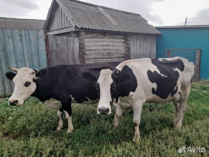 Корова голштинской породы высокоудойная