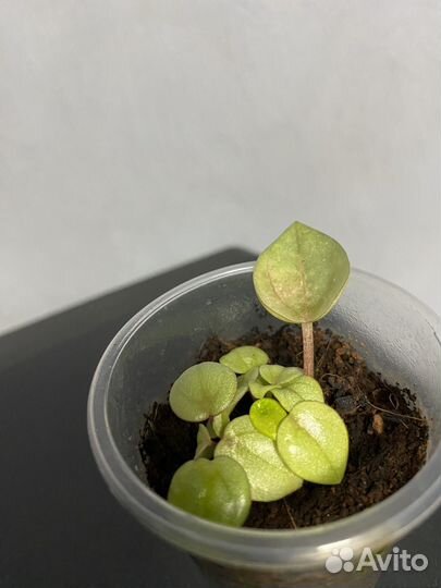 Peperomia Шуми Рэд, серебристая,Лилиан,Феррейра