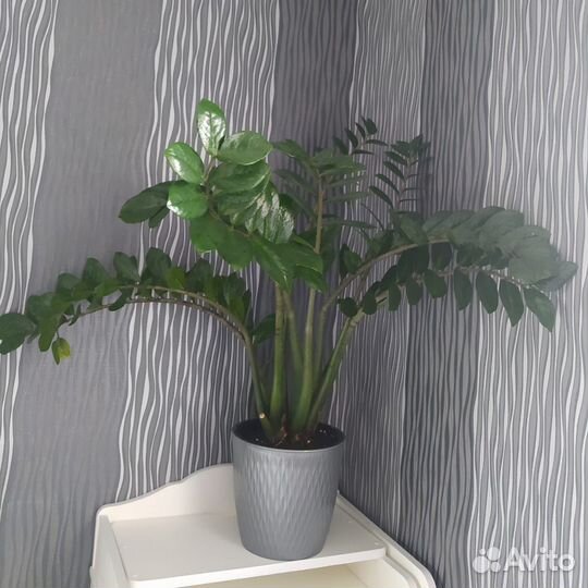 Замиокулькас