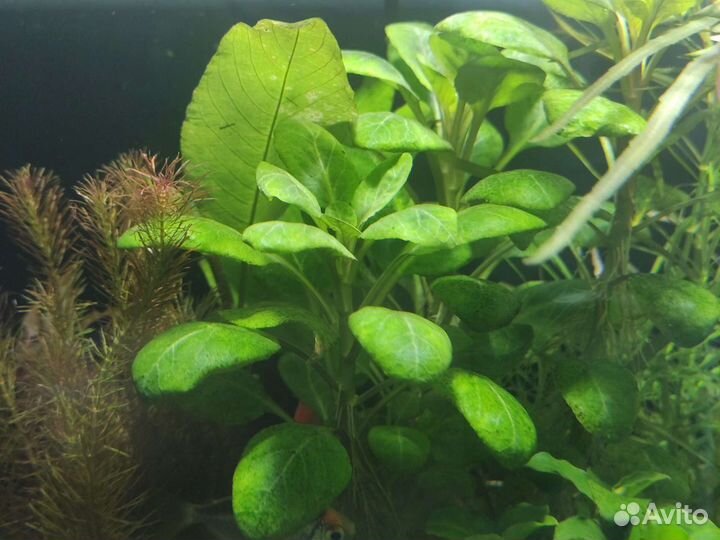 Аквариумные растения