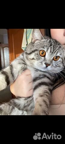 Кот для вязки