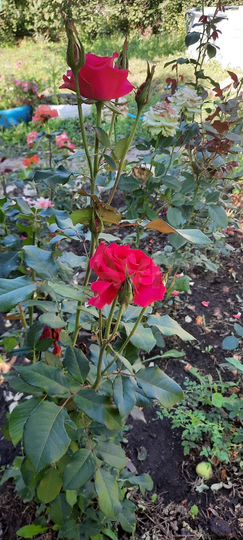 Дача 24 м² на участке 7 сот.