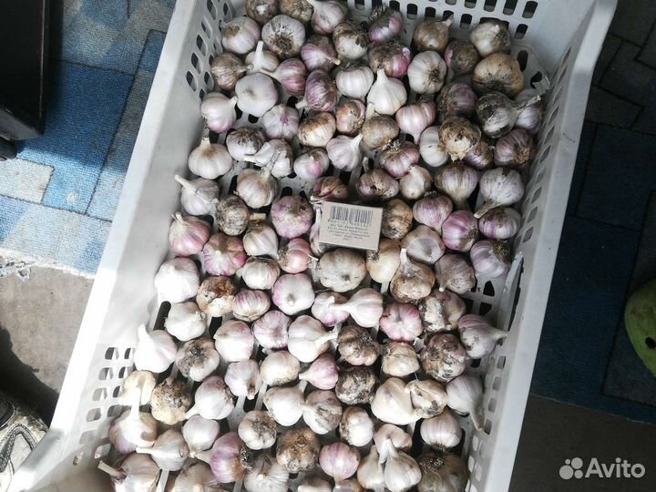 Чеснок озимый