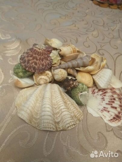 Раковины морские