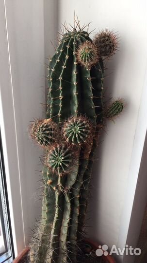 Продам, отростки цветущего кактуса