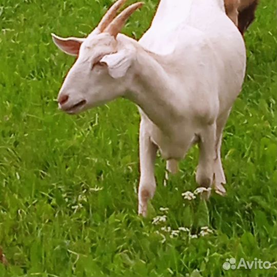 Козочки на обмен