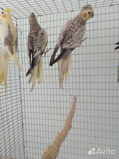 Попугаи корелла