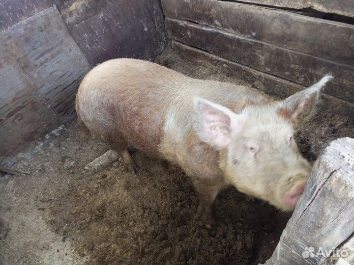 Хряк на племя