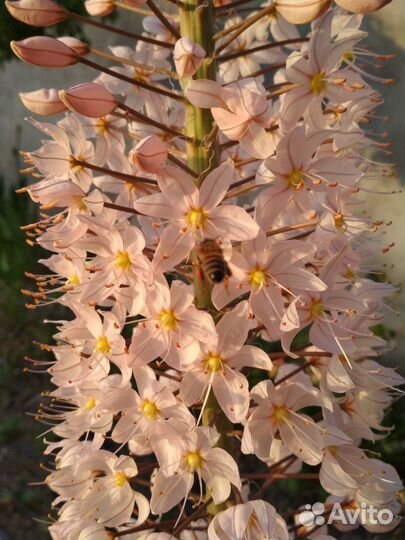 Продам многолетние растения