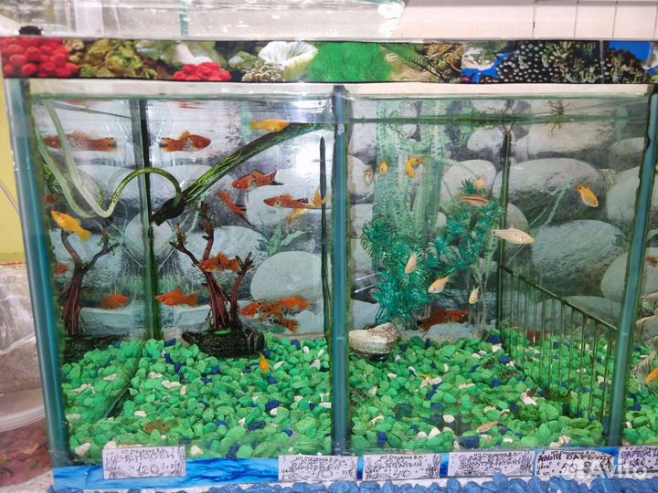 Аквариумные рыбки