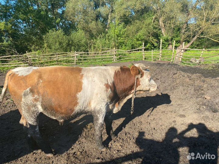 Быки на племя