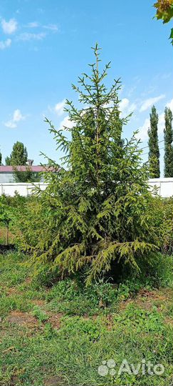 Ель обыкновенная