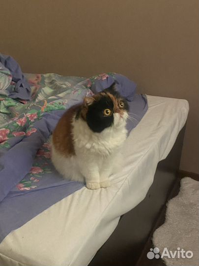 Экзотическая кошка