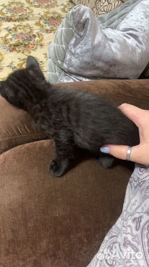 Черный котенок
