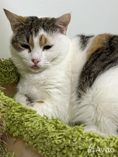 Кошка в добрые руки