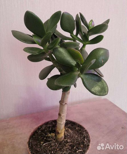 Суккуленты и кактусы