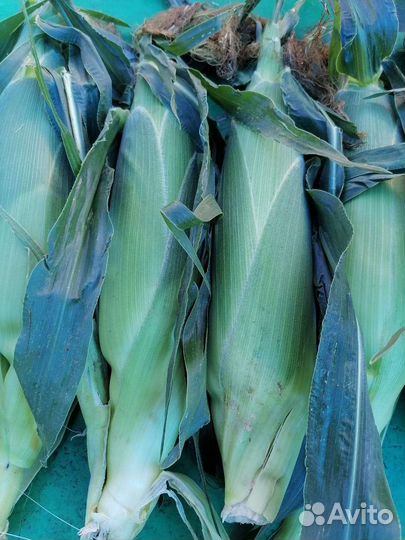 Сладкая кукуруза