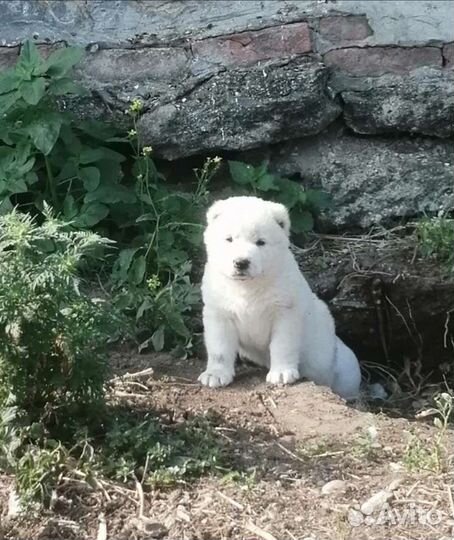 Собака алабай щенки