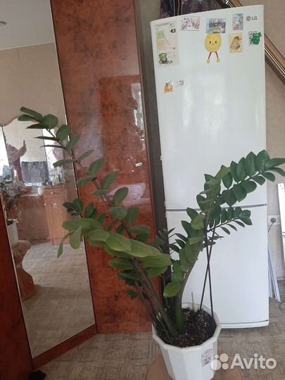 Замиокулькас