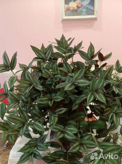 Традесканция зебрина