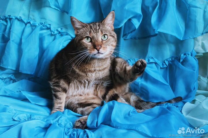 Полосатая кошка Ириска в добрые руки