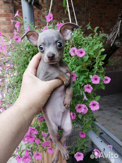 Мини той-терьер