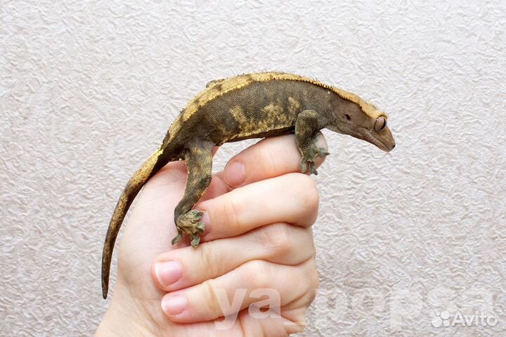 Реснитчатые бананоеды: Арлекины, Lilly White