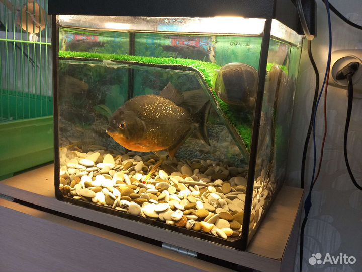Аквариум для красноухой черепахи