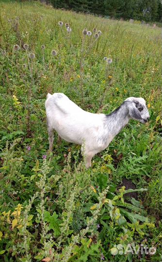 Продаются козочки