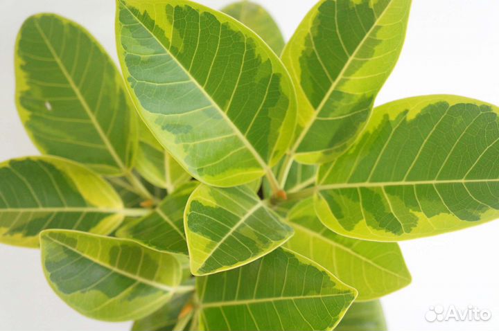 Фикус бенгальский тигр