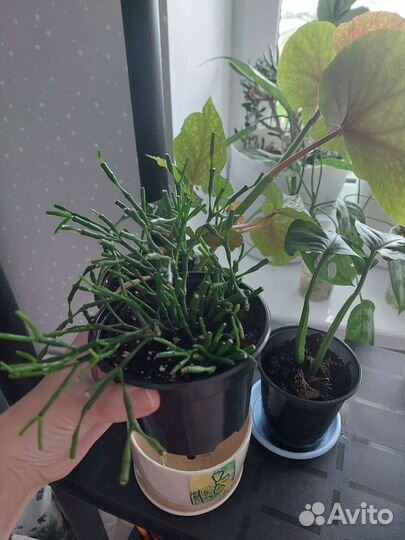 Хатиора обменяю