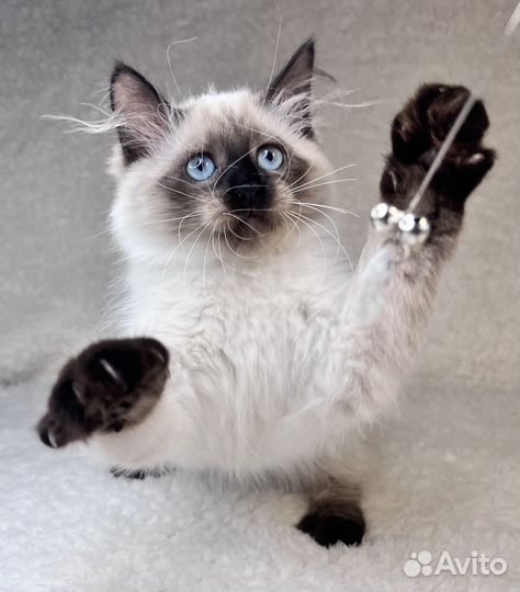 Невская маскарадная (котята)