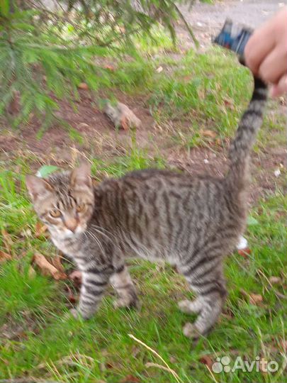 Кошка в дар бесплатно