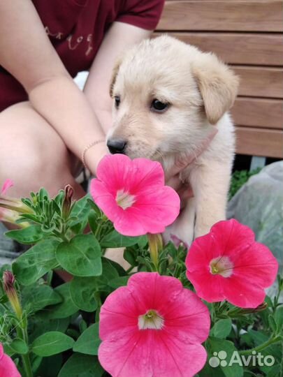 Собаки бесплатно в добрые руки щенки